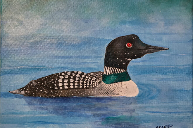 Common-Loon